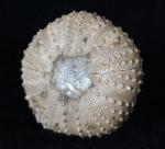 Tetragamma malbosi (AGASSIZ & DESOR 1846) - Bild © FossNet FossilienStore